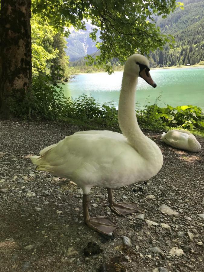 Haus Erika Daire Wagrain Dış mekan fotoğraf